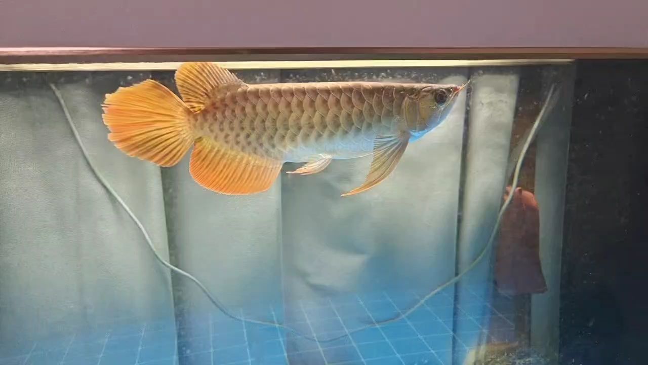 狀態(tài)嘎嘎猛，喜歡的來撩[ciya]（狀態(tài)嘎嘎猛，喜歡的來撩）