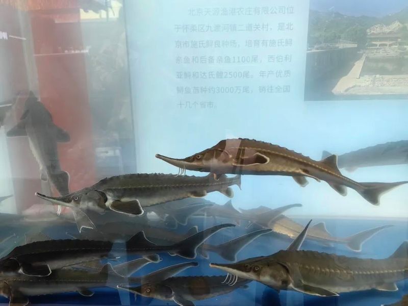 北京乾坤龍魚漁場有哪些龍魚品種？（乾坤龍魚漁場在哪里？）