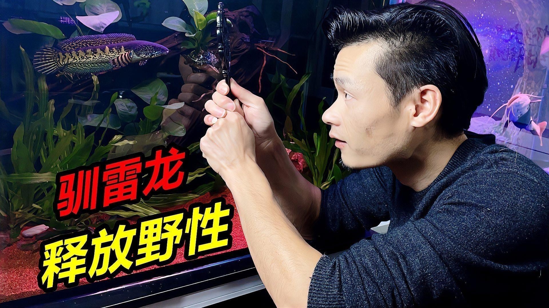 如何飼養這些名貴雷龍魚？（雷龍魚的飼養指南）