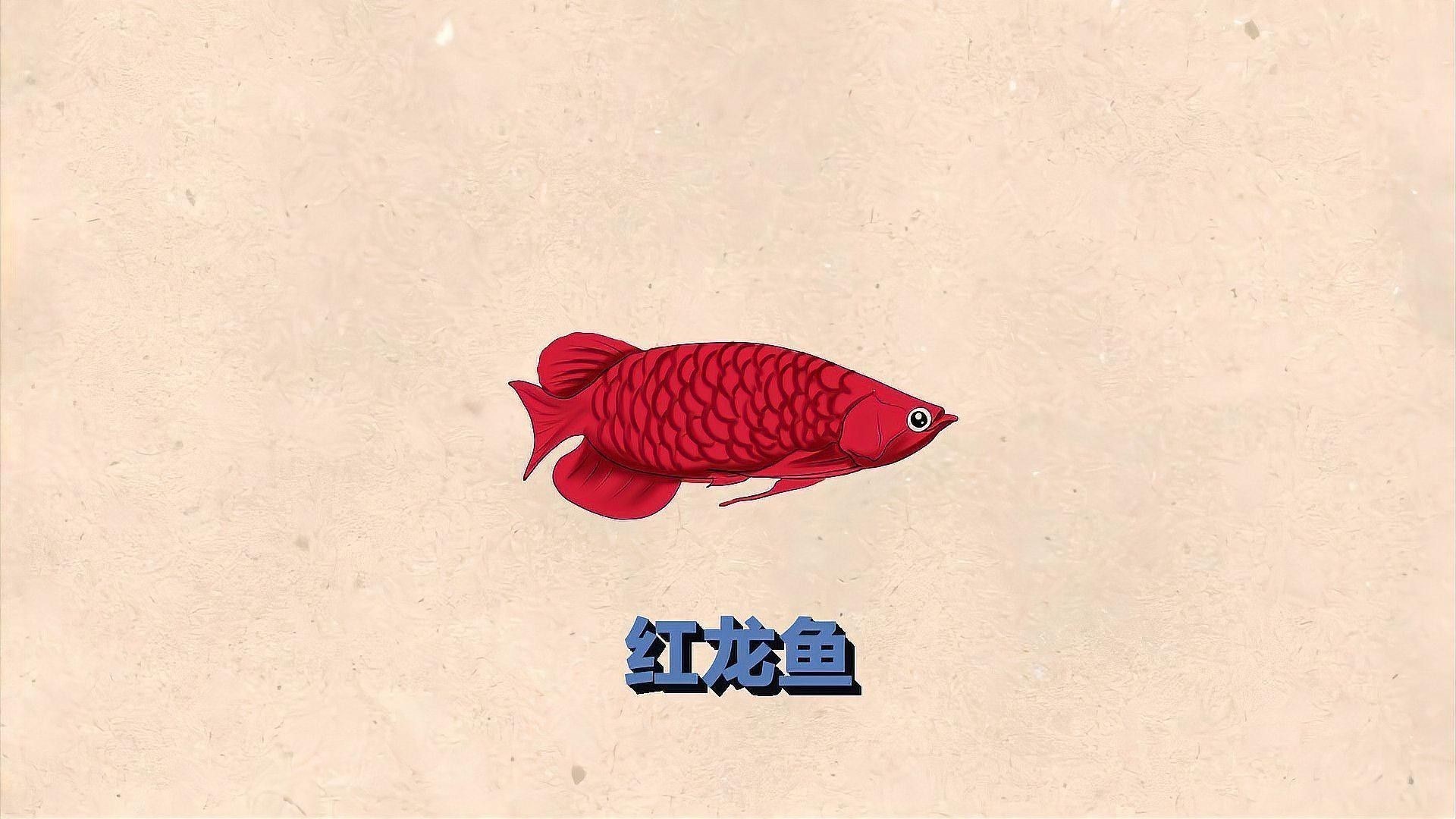 海水紅龍魚能長多大（海水紅龍魚能長多大，海水紅龍魚的飼養注意）