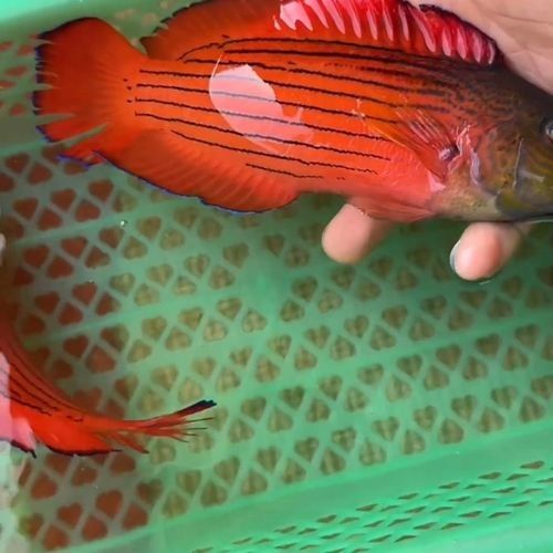 海水紅龍魚能長多大（海水紅龍魚能長多大，海水紅龍魚的飼養注意）