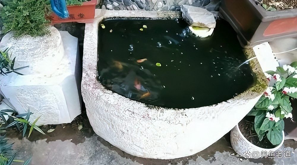 龍魚缸水渾濁會影響龍魚嗎（魚缸水渾濁會死魚嗎）