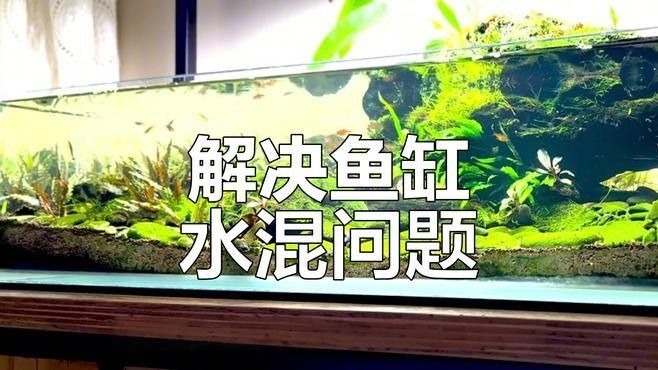 龍魚缸水渾濁會影響龍魚嗎（魚缸水渾濁會死魚嗎）