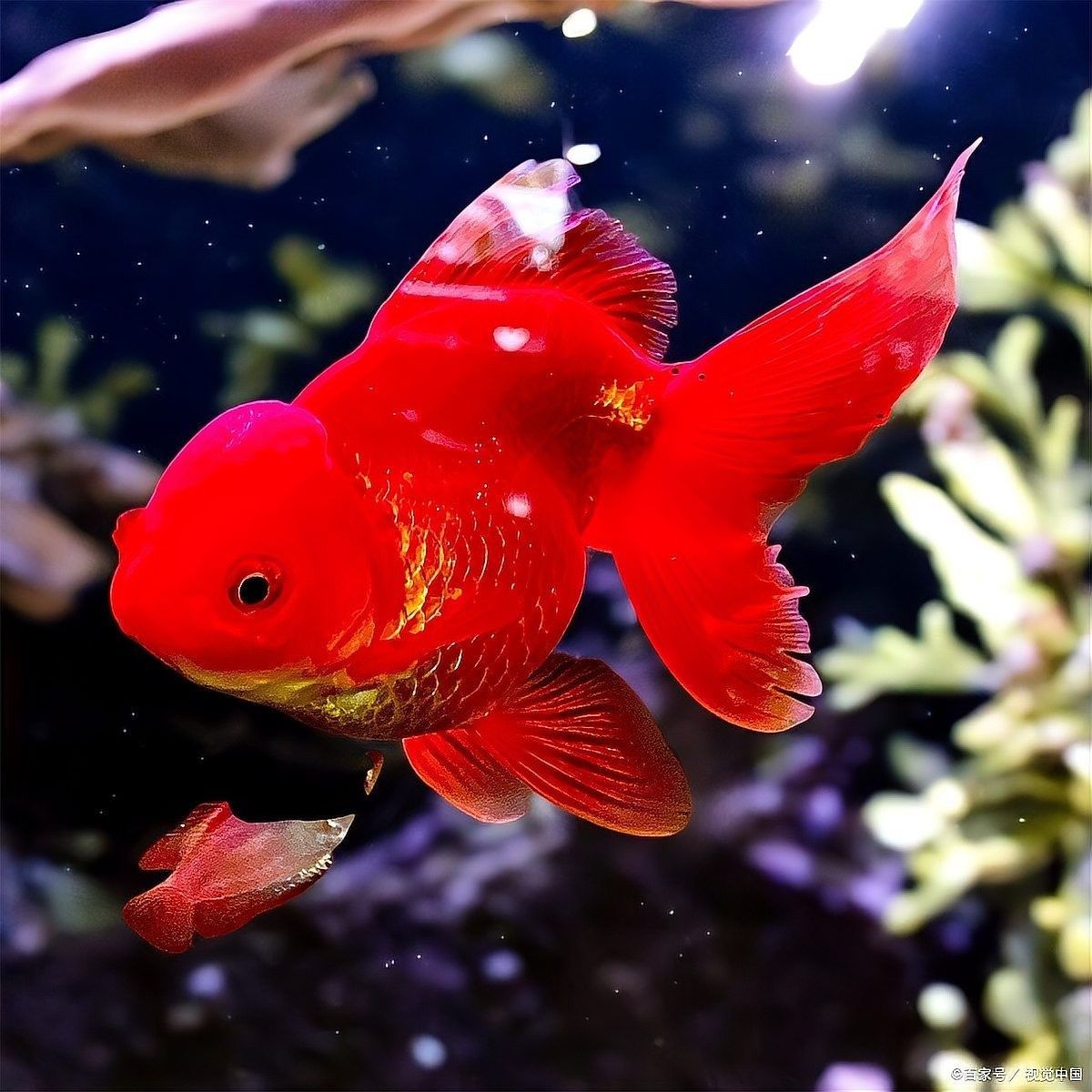 龍魚缸水渾濁會影響龍魚嗎（魚缸水渾濁會死魚嗎）