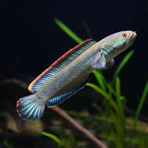 如何挑選健康的野生南鱧雷龍魚（健康的南鱧雷龍魚怎么挑選健康的野生南鱧雷龍魚）