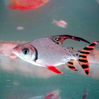 飛鳳魚吸食龍魚怎么辦（飛鳳魚吸食龍魚糞便會導致水質惡化嗎？）