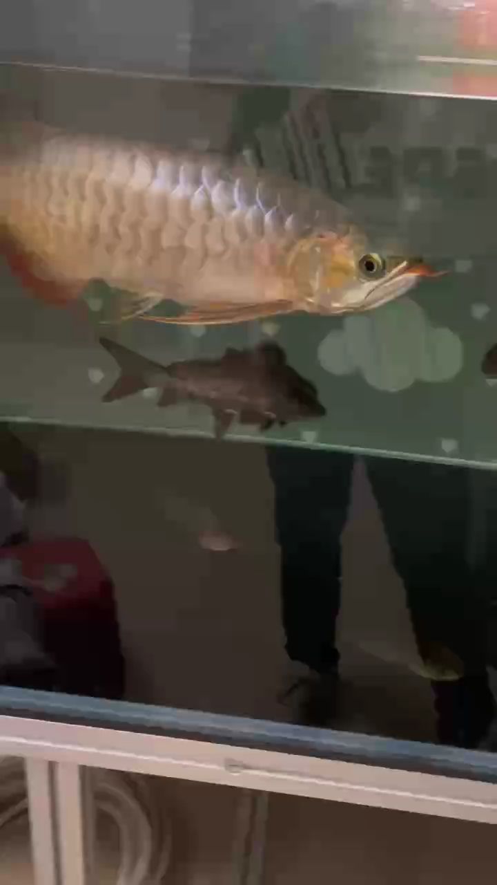 瑕疵魚（瑕疵魚的生物學特性）