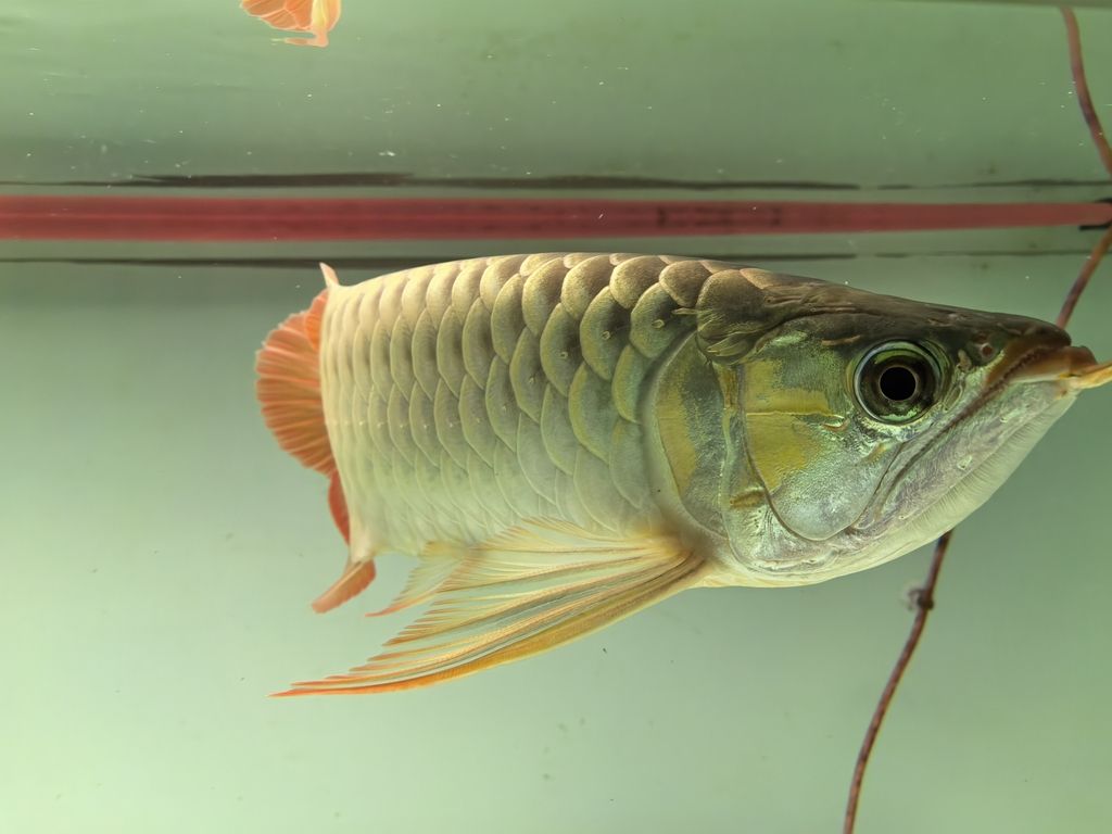 40公分，一直4000k，請教一還能紅嗎（假設性摘要）