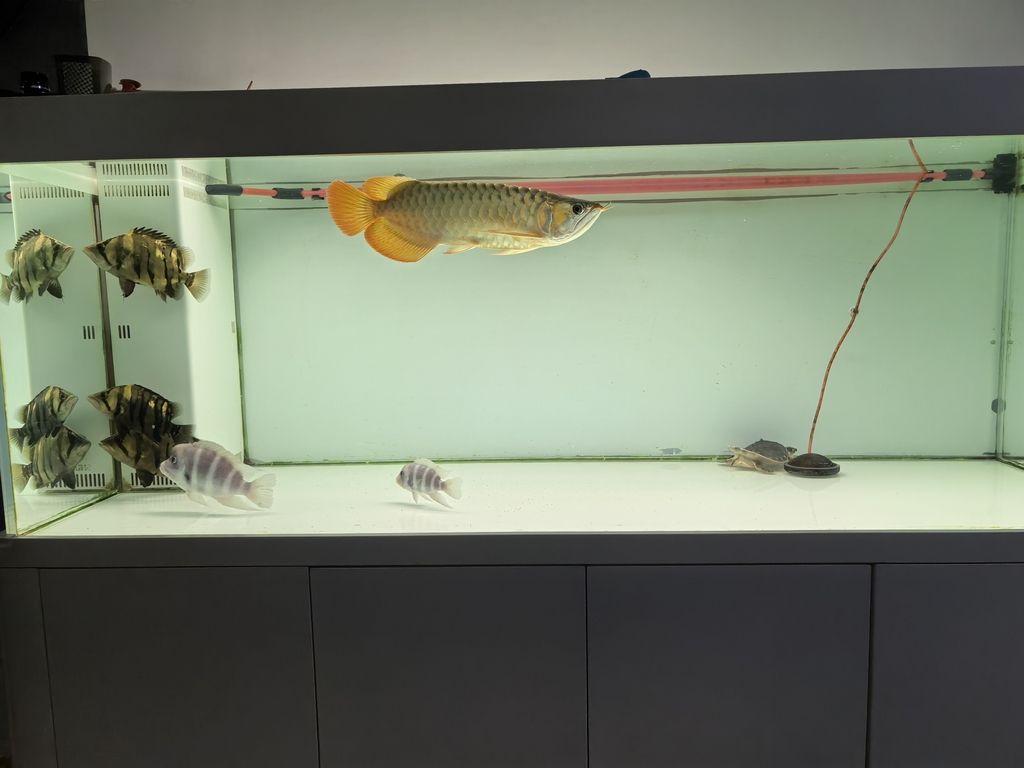 40公分，一直4000k，請教一還能紅嗎（假設性摘要）