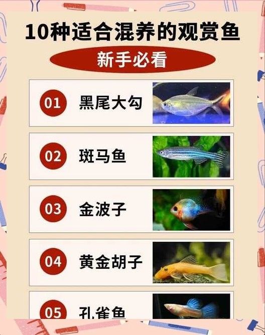 水虎魚和龍魚混養(yǎng)需要多大的魚缸（虎魚和龍魚混養(yǎng)的寓意有多少人知道又怎么混養(yǎng)可為漁業(yè)養(yǎng)1條龍）