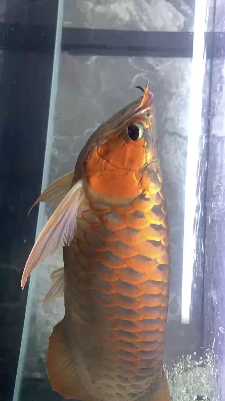 給龍魚美容一下做個掉眼（沈陽舊詩歌集評論：給龍魚美容一下做個掉眼）
