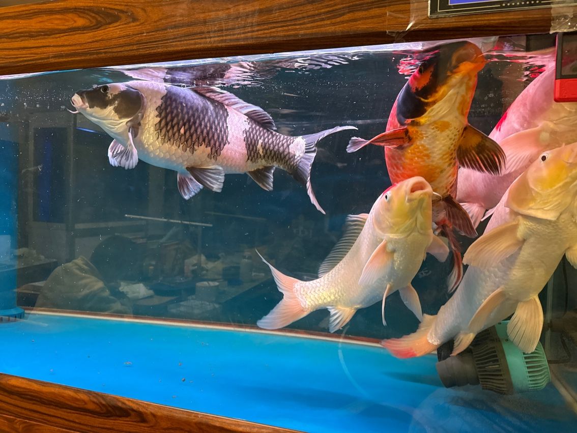 魚（關于魚類在生態和文化層面重要性的論證）