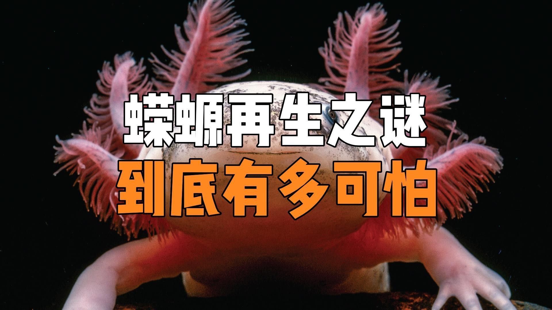 如何安全地飼養(yǎng)東方蠑螈？（東方蠑螈水生寵物飼養(yǎng)東方蠑螈的飼養(yǎng)）