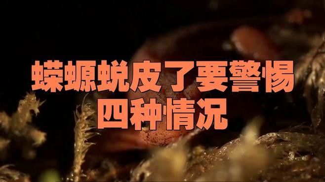 如何安全地飼養(yǎng)東方蠑螈？（東方蠑螈水生寵物飼養(yǎng)東方蠑螈的飼養(yǎng)）