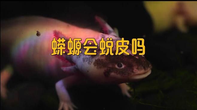 如何安全地飼養(yǎng)東方蠑螈？（東方蠑螈水生寵物飼養(yǎng)東方蠑螈的飼養(yǎng)）