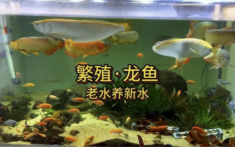 龍魚繁殖過程圖片（龍魚的繁殖過程）