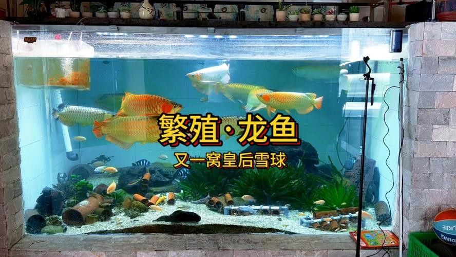 龍魚繁殖過程圖片（龍魚的繁殖過程）