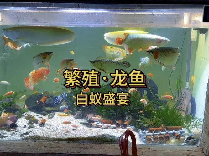 龍魚繁殖過程圖片（龍魚的繁殖過程）