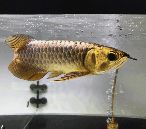 龍魚繁殖過程圖片（龍魚的繁殖過程）