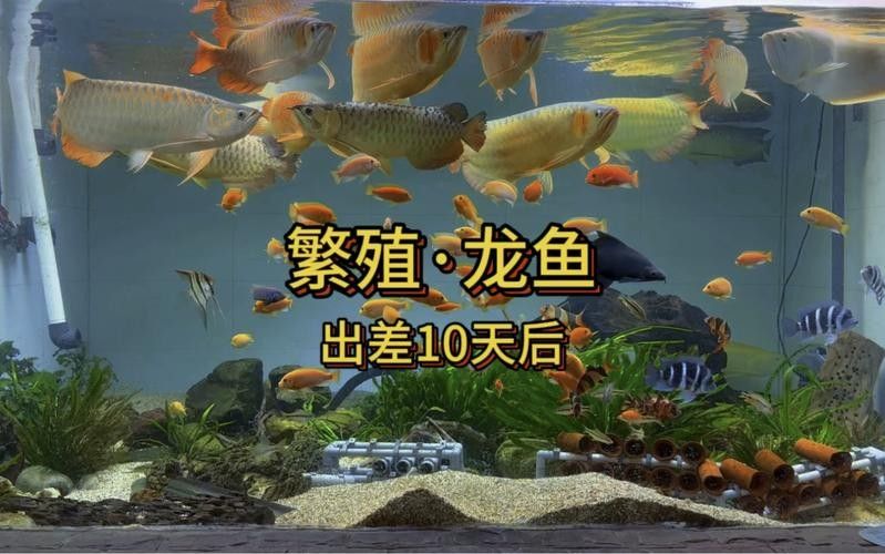 龍魚繁殖過程圖片（龍魚的繁殖過程）