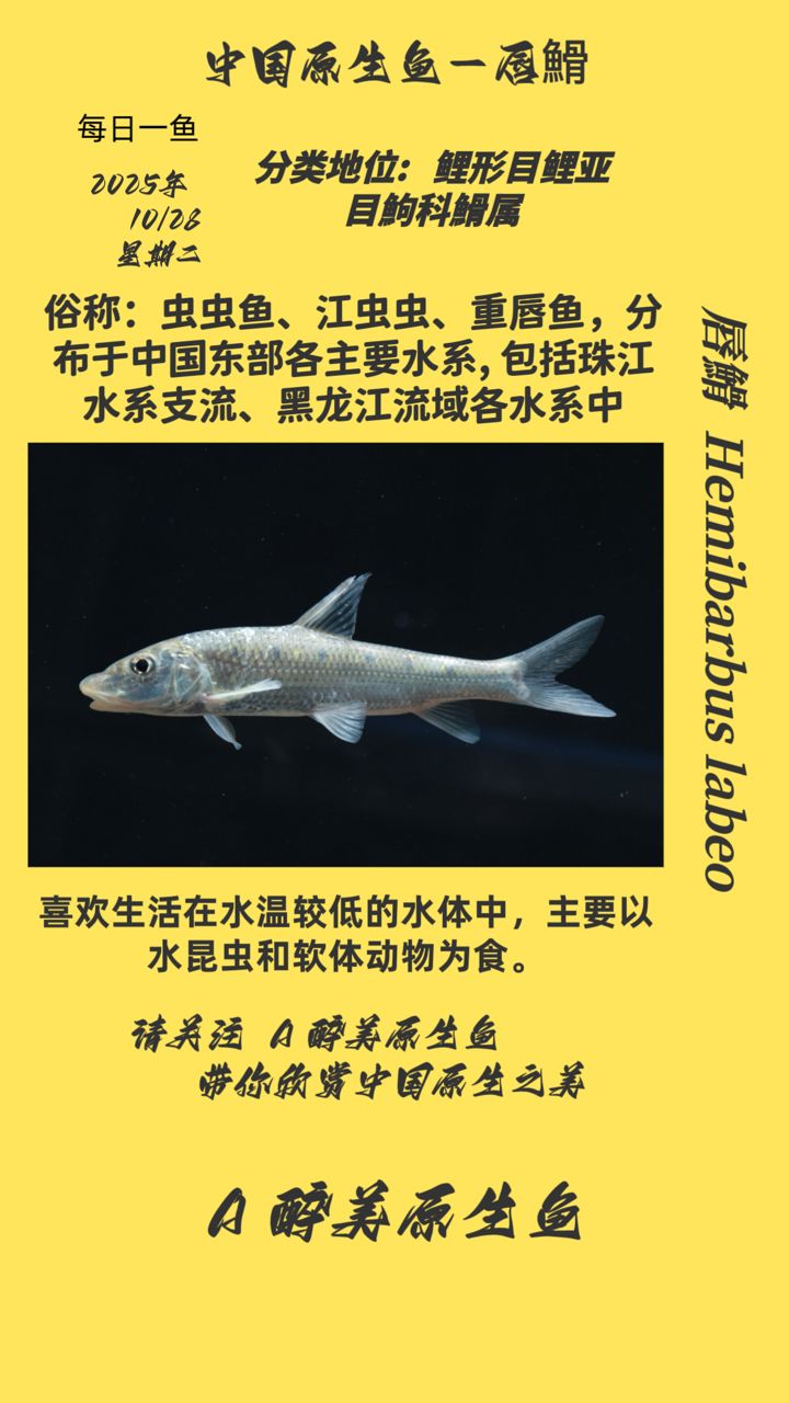 晚期蒙眼治療費用大概是多少，【晚期眼病治療費用對比表】 晚期蒙眼治療費用大概是多少，【晚期眼病治療費用對比表】 龍魚百科 第2張