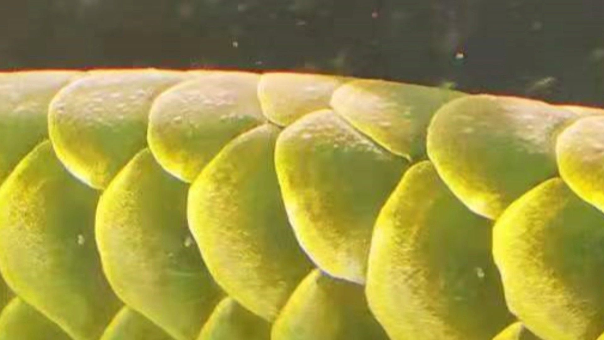 金龍魚水霉病有哪些癥狀（金龍魚得了水霉病怎么辦）