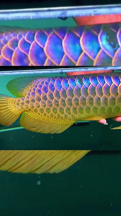 白色金龍魚有哪些品種（常見的白色金龍魚品種有哪些白色金龍魚品種有哪些）