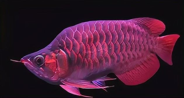 龍魚不吃東西應(yīng)該如何處理（龍魚不吃東西怎么辦）