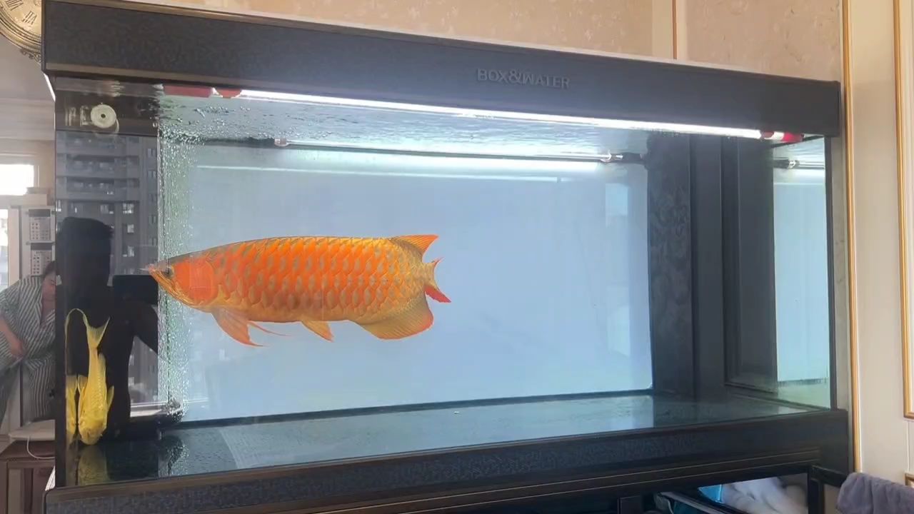 收拾一下魚缸拍個(gè)視頻[ku][ku][ku]（如何通過拍攝魚缸的視頻來記錄和分享養(yǎng)魚的樂趣）