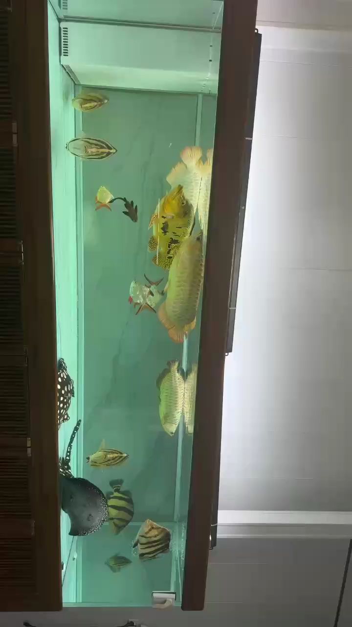 大混養，一星期自動換3次水，狀態很好！（大混養，一星期自動換3次水）