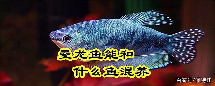 曼龍魚混養需要多大的魚缸？（曼龍魚混養指南:這5類魚最合適,新手也能輕松養出和諧魚缸!）