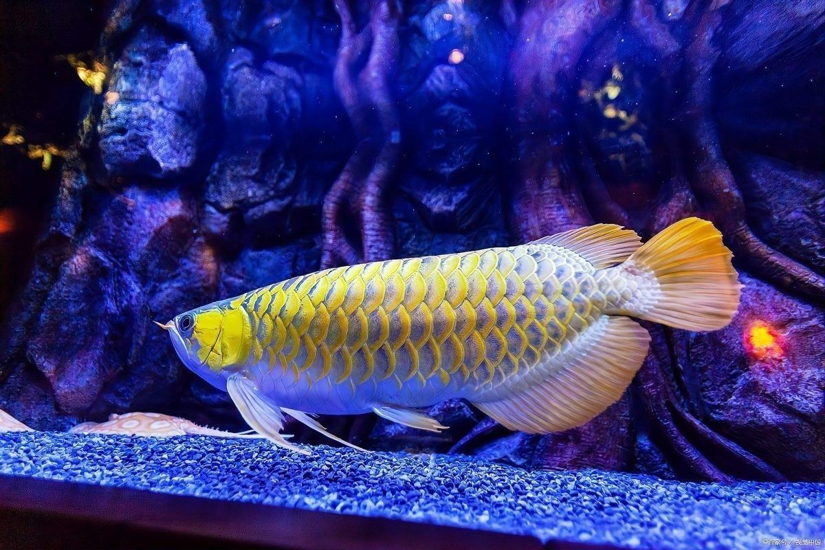 龍魚專用燈需要開多久（養(yǎng)魚大全養(yǎng)龍魚，開燈多長時間最佳）