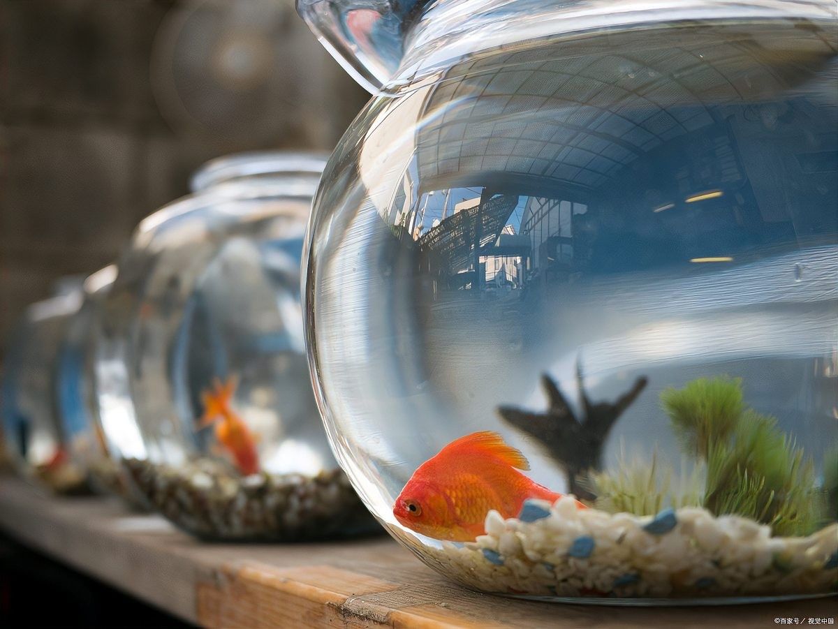 彩虹雷龍魚(yú)苗多久換一次水？（雷龍魚(yú)多久換一次水）