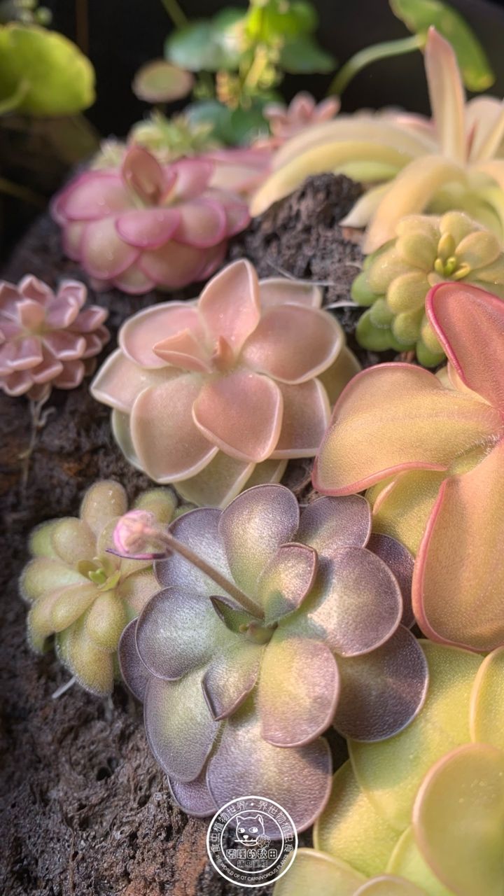 迎接另一個晨曦帶來全新空氣～（秋日暖陽下的捕蟲堇熠熠生輝～） 迎接另一個晨曦帶來全新空氣～（秋日暖陽下的捕蟲堇熠熠生輝～） 龍魚論壇 第2張