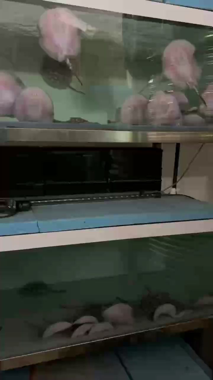 江門軍仔魟魚繁殖培育（江門軍仔皇冠魟魚繁殖培育項目成功實施提高養殖效率和產品質量）
