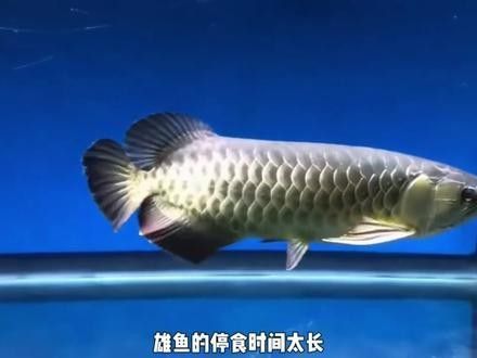 金龍魚人工孵化需要哪些設備（金龍魚人工孵化中的重要技術，提高幼魚成活率和生長速度）