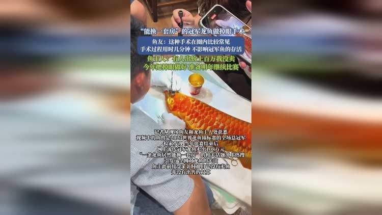 龍魚掉眼手術(shù)風(fēng)險(xiǎn)大嗎？（龍魚掉眼怎么辦？）