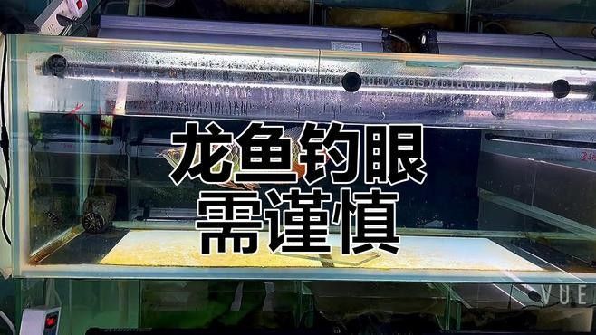 龍魚掉眼手術(shù)風(fēng)險(xiǎn)大嗎？（龍魚掉眼怎么辦？）