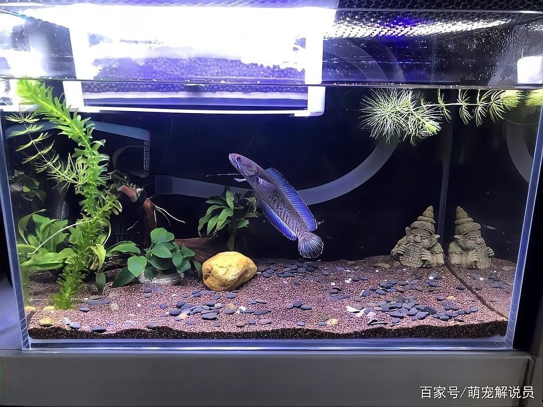 雷龍魚發色需要多長時間？（-大眾點評雷龍魚發色的全面養護指南）