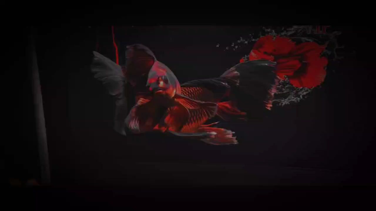 烈焰蝴蝶鯉（烈焰蝴蝶鯉，一種獨特的魚類）