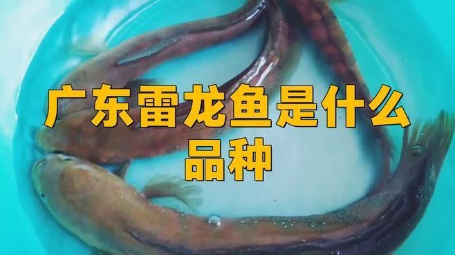 廣東野生雷龍魚的主要品種有哪些（廣東野生雷龍魚主要品種包括以下幾種）