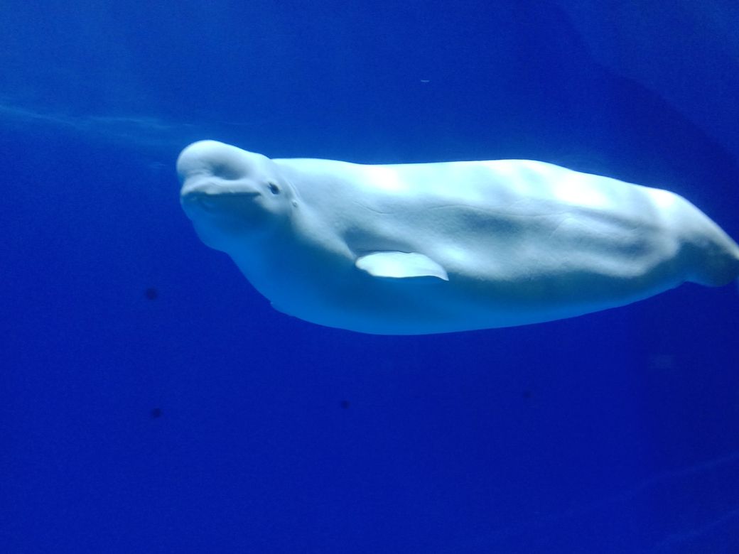 （ai在教育領域的發展趨勢，）