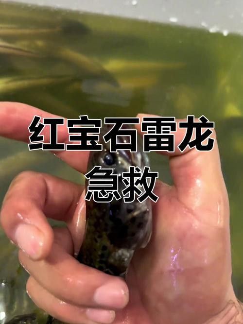 如何優化雷龍魚的飼養環境（雷龍魚飼養指南:打造舒適水域的五大關鍵）