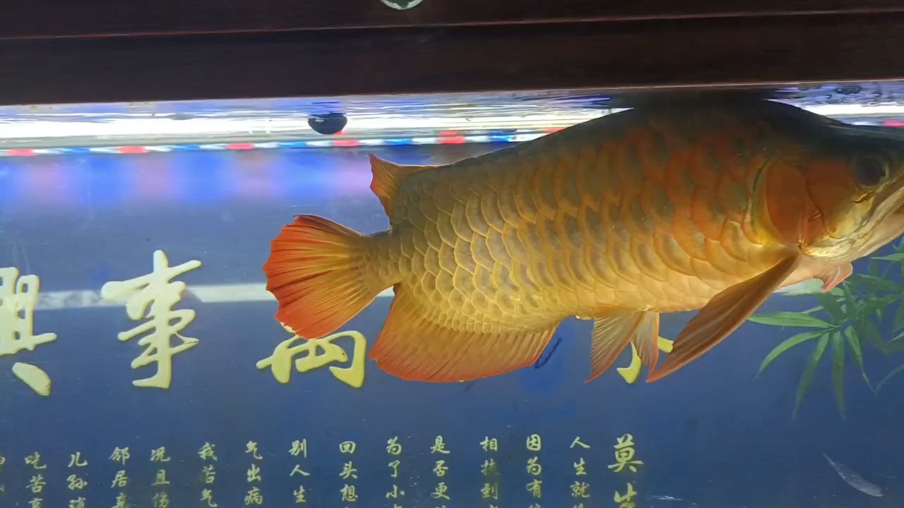 高手們這條魚游水有點怪，有什么問題？（高手們這條魚游水有點怪）