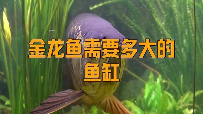 過背金龍魚幼魚適合多大的魚缸（過背金龍幼魚適合多大魚缸）