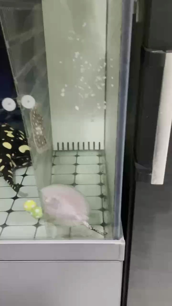 憨態（小魟魚太逗了）