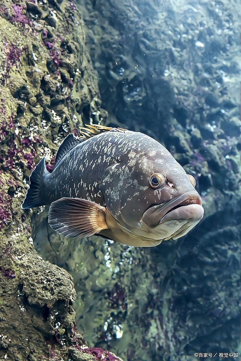 金龍魚吃清道夫會有哪些風險？（金龍魚與清道夫混養存在以下主要風險，需特別注意：若需混養嗎）