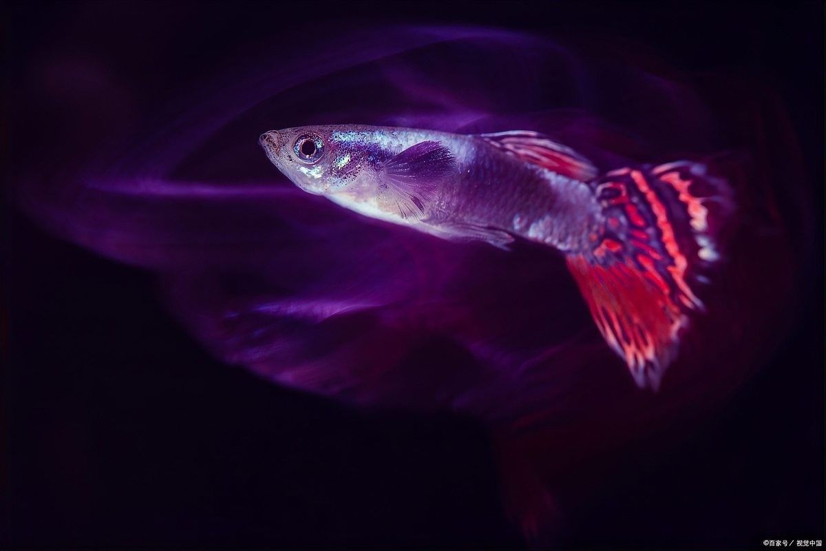 金龍魚吃清道夫會有哪些風險？（金龍魚與清道夫混養存在以下主要風險，需特別注意：若需混養嗎）