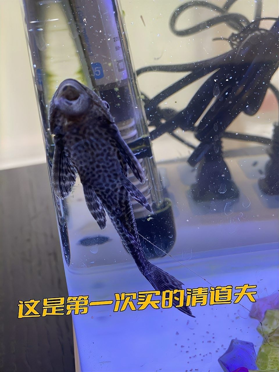 金龍魚吃清道夫會有哪些風險？（金龍魚與清道夫混養存在以下主要風險，需特別注意：若需混養嗎）