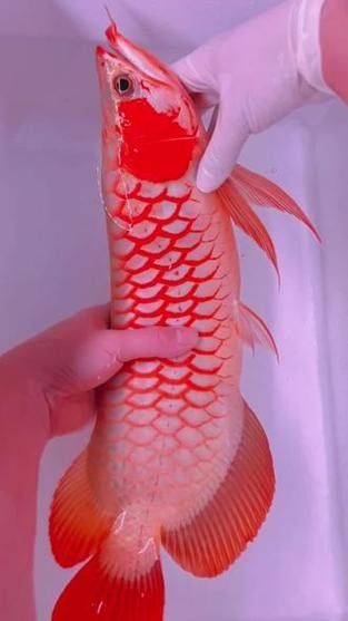 哪里可以購買到白玉紅龍魚？